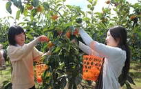 Ibaraki - Hấp dẫn trái cây tươi và ẩm thực phong phú
