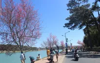 Lâm Đồng hủy lễ hội hoa mai anh đào: Trả tiền nếu khách hủy tour