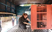 Cứu hộ thành công sáu cá thể gấu ngựa tại tỉnh Đắk Lắk