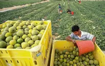 Từ bỏ áp lực công việc, nhiều lãnh đạo đi làm nông dân ở Israel