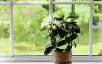 Những loại cây đặt trong phòng tốt cho giấc ngủ của bạn