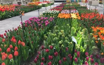 Mê mẩn sắc hoa tulip tại Hà Lan