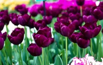 Rực rỡ cánh đồng hoa tulip tại Lisse, Hà Lan