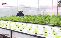 Nông dân Đà Lạt trồng rau xanh... bằng không khí