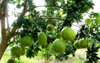 Bưởi Đoan Hùng gặp khó về nhận diện thương hiệu