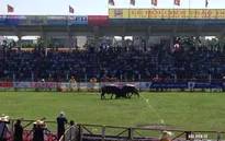 Thay đổi lớn tại Lễ hội chọi trâu Đồ Sơn 2018