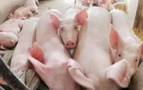 Giá lợn hơi tiếp tục giảm sâu