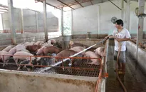 Người chăn nuôi xã Tân Lập xoay xở khi giá lợn xuống thấp