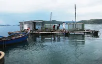 Bắt đầu khôi phục vùng nuôi tôm hùm Phú Yên