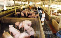 Trung Quốc chưa đồng ý nhập khẩu thịt lợn của Việt Nam