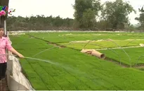Nông dân chủ động xuống đồng đầu năm