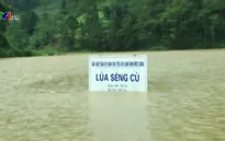 Mưa lớn ở Lào Cai: 30 ngôi nhà bị hư hỏng, lúa và hoa màu ngập úng