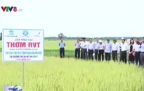 Miền Trung có thêm dòng sản phẩm gạo hữu cơ