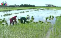 Nông dân Bến Tre bất chấp khuyến cáo vẫn trồng 3 vụ lúa