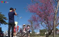 Chụp ảnh với mai anh đào đẹp quyến rũ tại Đà Lạt