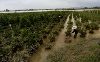 Người trồng mai gặp khó sau lũ