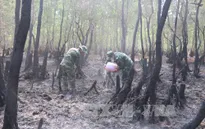 Vụ cháy hơn 36 ha rừng tràm: Do tàn thuốc lá