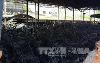 Cháy kho chứa xe vi phạm, hơn 100 xe máy bị thiêu rụi