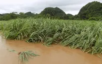 Gần 2.000 ha mía ở Hậu Giang bị ngập úng