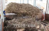 Tây Ninh: Gần 500 ha mía bị đốt cháy trước kỳ thu hoạch
