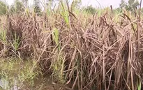 600 ha mía bị ngập nước, nông dân Long An lao đao