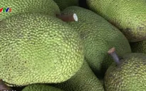 Mít Thái siêu sớm tăng giá kỷ lục
