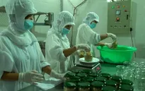 Ruốc hàu - Món ăn độc đáo của Quảng Ninh