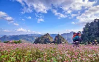 Cuộc sống đổi thay trên cánh đồng tam giác mạch