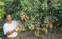 Nhãn Hưng Yên được cấp chỉ dẫn địa lý