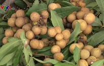Chưa tích cực triển khai chỉ dẫn địa lý cho nhãn lồng Hưng Yên