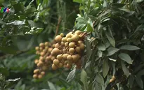 Sắp diễn ra lễ hội tôn vinh nhãn lồng Hưng Yên lần thứ nhất