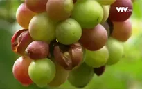 Năng suất nho Ninh Thuận sụt giảm vì thời tiết bất thường