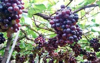 Mưa bão kéo dài nông dân Ninh Thuận mất mùa nho Tết