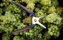 Pháp: Nạn trộm nho ở Bordeaux gia tăng khi thu hoạch thất bát