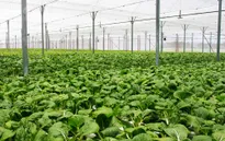 Đề xuất chính sách về sản xuất nông nghiệp hữu cơ