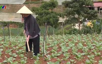 Ách tắc tín dụng phát triển nông nghiệp công nghệ cao