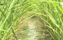 Cảnh báo nông dân tự trồng cây lạ