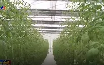 Quy hoạch cây trồng trên đất lúa kém hiệu quả - Hướng đi mới cho người nông dân
