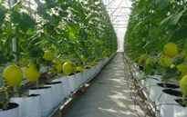 Gỡ khó cho phát triển nông nghiệp công nghệ cao