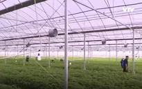 Bắt tín hiệu thị trường - Tiêu chí quan trọng với sản xuất nông nghiệp