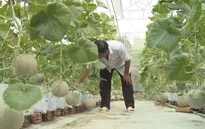 Nông dân Bến Tre làm giàu từ nông nghiệp công nghệ cao
