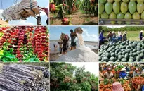 Xuất khẩu nông sản tăng 18% so với cùng kỳ năm 2016