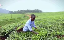 Nông nghiệp công nghệ cao - Điểm nhấn kinh tế Israel