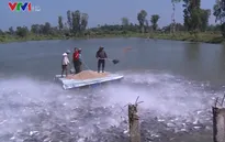 DN tăng cường liên kết với người nuôi cá tra
