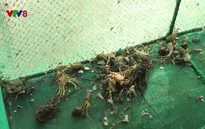 Thống nhất phương án hỗ trợ người nuôi tôm hùm bị thiệt hại do bão lũ