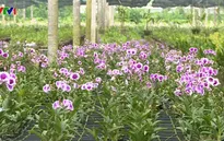 Tìm giải pháp phát triển nông nghiệp công nghệ cao