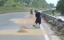 Mất an toàn giao thông do... phơi lúa trên đường