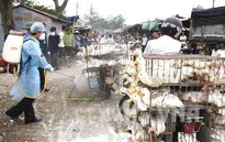 Hà Nội sẵn sàng ứng phó với dịch cúm gia cầm