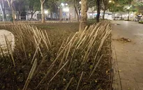 Tháo dỡ hàng rào chông tre ở vườn hoa Nhà hát lớn Hà Nội