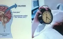 Melatonin, đồng hồ sinh học và giấc ngủ